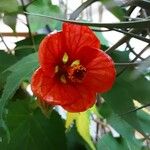 Abutilon megapotamicum Květ