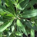Echium acanthocarpum Leaf