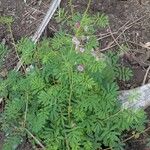 Mimosa diplotricha Φύλλο