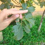 Handroanthus ochraceusFloare