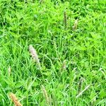Phleum pratense 花