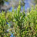 Erica arborescens Leaf