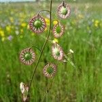 Thysanocarpus radians Fiore