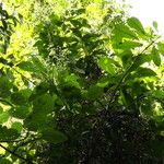 Grossera paniculata Habit
