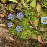 Gentiana depressa 花