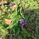 Viola inconspicua موطن