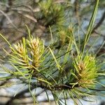 Pinus radiata ᱥᱟᱠᱟᱢ