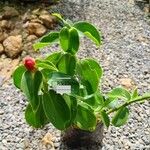 Costus spicatus Blad