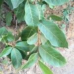 Psidium guineense List