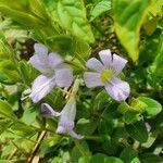 Barleria ventricosa Flower