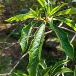 Clethra alnifolia Fuelha