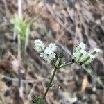 Torilis leptophylla Fleur