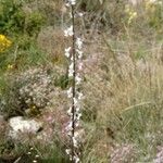 Anarrhinum laxiflorum Fula
