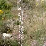 Anarrhinum laxiflorum Flower