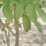Harpullia arborea Leaf