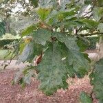 Quercus cerris Blad