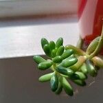 Sedum × rubrotinctum ഇല