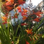 Crocosmia aurea Flor