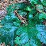 Rubus ursinus 葉