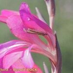 Gladiolus dubius Lorea