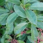 Photinia fraseri برگ