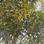 Acacia auriculiformis Flower