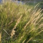 Calamagrostis stricta Ovoce