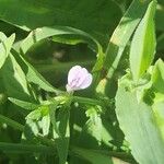 Justicia heterocarpa Bloem