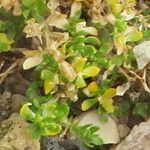 Arenaria ciliata Leaf