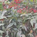 Nandina domestica आदत