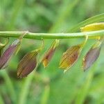 Polygala flavescens Övriga