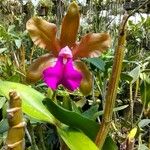 Cattleya bicolor Virág