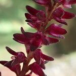 Bulbophyllum pumilum Flor