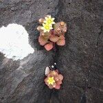 Aichryson villosum Flor