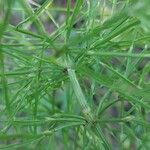 Equisetum arvense Blatt