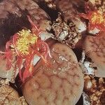 Lithops schwantesii Lorea