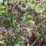 Limonium brassicifolium 葉