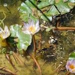 Nymphaea albaFiore