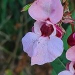 Impatiens glanduliferaBloem