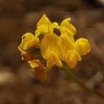 Coronilla vaginalis Flower