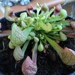Sarracenia psittacina Yaprak