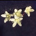 Saxifraga bronchialis Flower