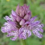 Neotinea tridentata Flor