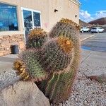 Ferocactus wislizeni Hábito