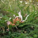 Astragalus physocalyx 花