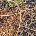 Microchloa kunthii Blüte