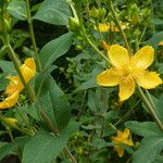 Hypericum beanii Likasa