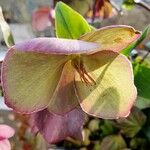 Helleborus orientalis Sonstige