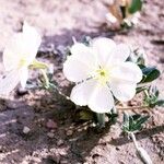 Oenothera albicaulis Çiçek