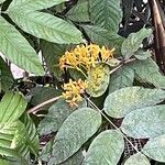 Saraca indica Flower